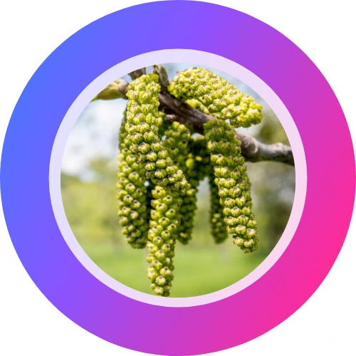 Fotografía de Walnut de las historias destacadas originales